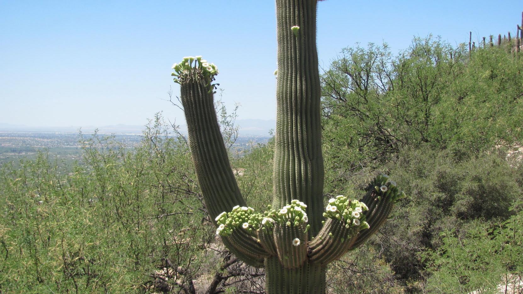 Tucson weather: Gusty winds expected today